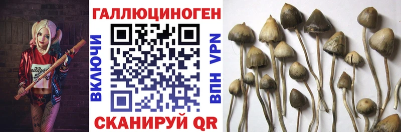 где купить наркоту  Ядрин  Галлюциногенные грибы GOLDEN TEACHER 